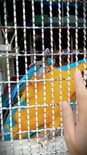 Parrots 🦜 | Beauty in Nature | Colorful Birds in the Wild 🌿✨#calmnature #nature #foryou