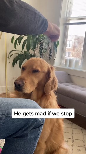 Nice doggo massage 🤗 #doggos #massage #goldenretriever #goldenboy #tiktokfitness #amazonfinds