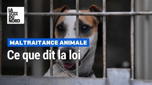 Maltraitance animale : ce que dit la loi