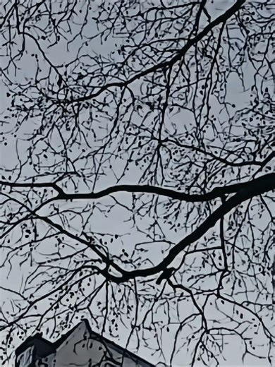 The Intelligent Problem-Solving Abilities of Crows