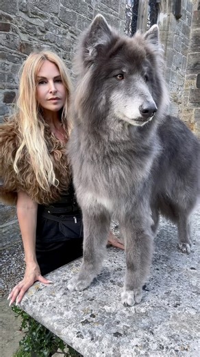 Wolves were revered in Viking mythology. In Viking mythology, wolves held powerful and often fearsome symbolism. They were seen as both destroyers and divine companions. Most famously, Fenrir—the colossal wolf born of Loki—was destined to break his chains and devour Odin during Ragnarök, the end of the world. His offspring, Sköll and Hati, were said to chase the sun and moon across the sky, bringing about cosmic chaos when they finally caught them. Yet wolves also symbolized strength, loyalty, a