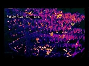 Binaural Beats - Marijuana High |THC Beat| *Purple Haze* Digital Drug
