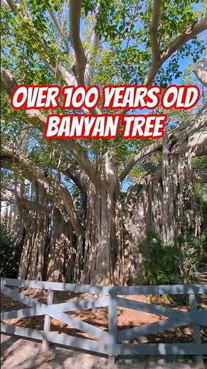 This Over 100-Year-Old Banyan Tree Hiding in Fort Lauderdale! 😮 #shorts #nature #travel #explore