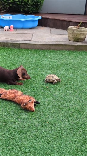 🩷🩷Dachshund babies🩷🩷 (@sallyfarrell100)’s videos with Can’t Touch This - New Year's Party Band