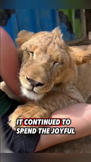 This orphaned lion cub was rescued by a kind man and raised with care #rescue #lion