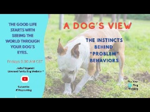 A Dog’s View: The Instincts Behind “Problem” Behaviors