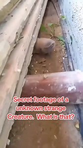 1.5K views · 12 reactions | #cryptozoology #creatures #monster #strange #cryptid | Mysterious World | Facebook