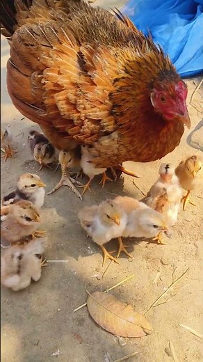 Mother Hen Hides and Cares for Her Babies 🐣🛡️ #shorts