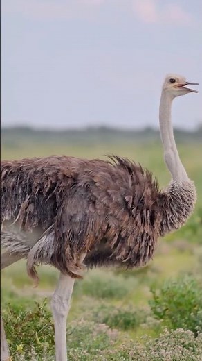 The Time Humans Lost a War Against Birds | The Great Emu War Explained
