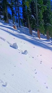 Beautiful#snowfall view | Nature Of Mountain
