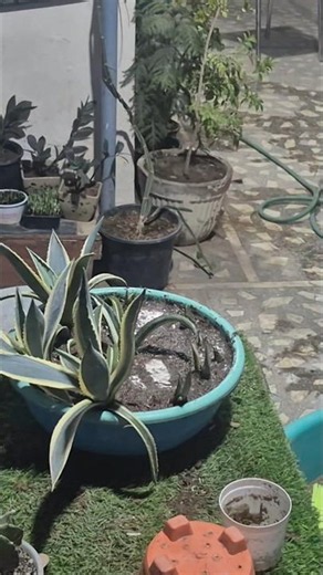 Agave Tray Collection Rare Agaves & Succulent Plant Tour #homegarden #shortvideo #agaveplant #agave