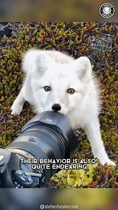 Arctic Fox 🦊 The CUTEST Arctic Hunter! It survives -50°C winters. See how this fluffy predator masters the Arctic! #arcticfox #cutewildlife #snowanimals #1MinuteAnimals #arcticlife | 1 Minute Animals
