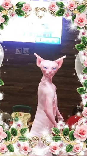 Sphynx Cat Dancing Like a Baby 😹💃 | So Cute!