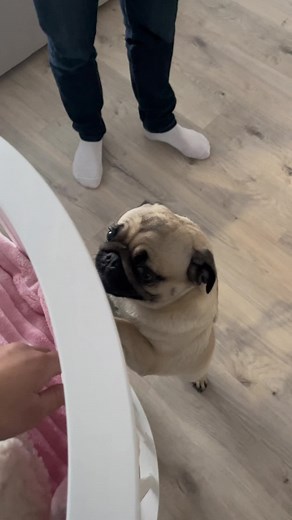 Adorable Pug Dog Interacts with Baby in Cozy Nursery