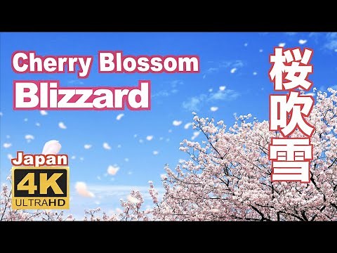 4K Sakura Cherry blossoms blizzard in Japan 桜吹雪（花吹雪）満開 開花 花見