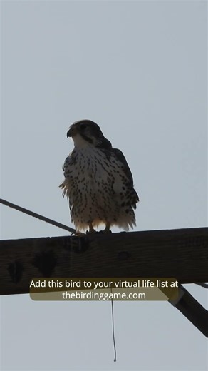 Prairie Falcon at Bosque del Apache NWR in NM. Play thebirdinggame.com today!
