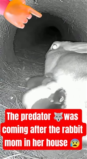 My heart was racing though the video 😨#shortsfeed #viral #animals #scary #rabbit