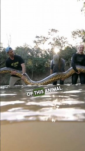 We Caught A 20-Foot Anaconda In The Amazon Jungle
