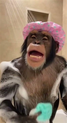 "Chimp Shower Concert: The Loudest Singer Ever!"