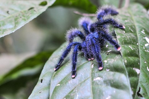 These beautiful blue spiders may not be around much longer