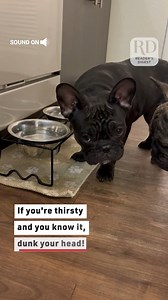3.3K views · 36 reactions | This dog's drinking water like she's bobbing for apples! | Reader's Digest | Facebook