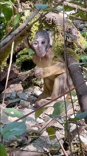 La forêt des singes de Rocamadour : découvrez les macaques de barbarie et leurs bébés trop mignons