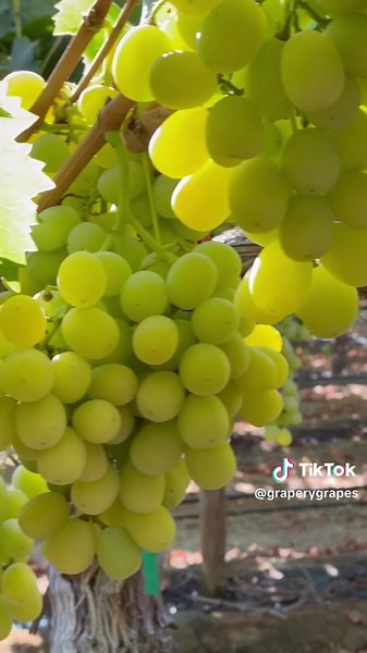 Discover the Delicious Cotton Candy Grapes