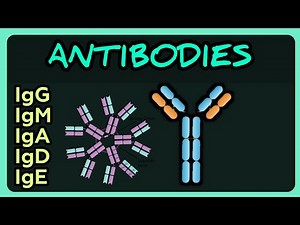 Immunoglobulins Simplified: IgG, IgM, IgA, IgD & IgE | Immunology Review