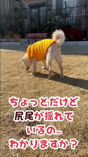 A small but big miracle from the old dog rescue bank #thankyou #shelterdog #rescue