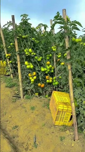 Ultimate Guide to Tomato Farming - From Seed to Harvest