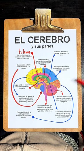 5.2K views · 64 reactions | Partes del cerebro #educacion | Aprende con Junior | Facebook
