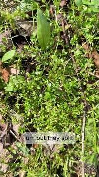 Common Chickweed