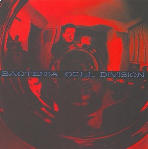 Bacteria - Cell Division
