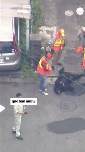 Capturan por fin al oso que sembraba el pánico en Utsonomiya