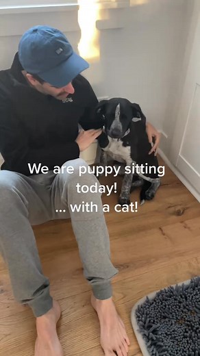 Cats and dogs. Will they get along! #cats #catsanddogsoftiktok #catsoftiktok #cattok #orangecat #fypシ | Pesto.the.orangetabby