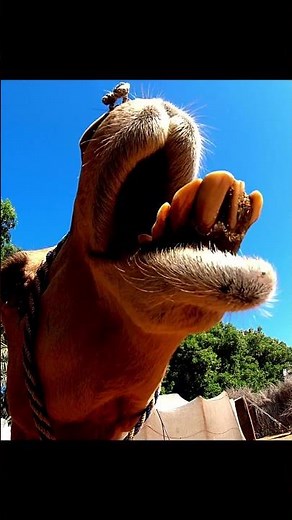 Camello dromedario | Dromedary camel