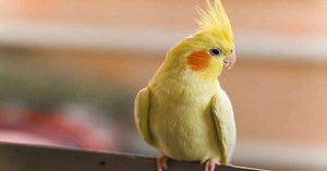 7 tipos de calopsitas para você conhecer