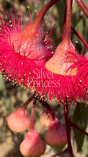 2.3K views · 112 reactions | The Silver Princess, a rare and stunning...