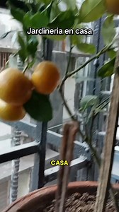 ¿Te gustaría aprender a cuidar plantas desde cero y convertir tu casa en un espacio lleno de vida? 🌼 En este contenido te enseño técnicas sencillas, prácticas y efectivas para que cualquier persona pueda comenzar su jardín en casa, incluso si nunca antes ha cultivado nada. #JardineríaEnCasa #PlantasDeInterior #JardinCasero #AmantesDeLasPlantas #DecoraciónConPlantas #HuertoEnCasa #CuidadosDePlantas #JardineríaFácil #ConsejosDeJardinería | Cultivos en casa