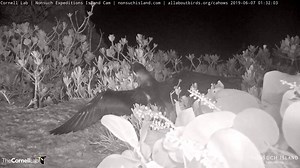 Cahow cam star "Cedar" has fledged from its nesting burrow on Nonsuch Island, Bermuda! Watch her take wing under cover of night after practicing a few wing flaps. Following a 90-day nestling period, this young seabird has set out over the Atlantic Ocean, where it will spend the next 4–6 years before returning to Bermuda in search of a mate. Good luck out there, Cedar! 👀👉http://AllAboutBirds.org/Cahows Cedar's fledge signals another success story for the endangered Bermuda Petrel, a species on 