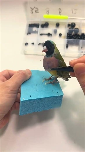 No More Wings: Pet Bird Becomes Taxidermy #Bird #Pet #RIP