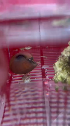 Baby octopuses are so CUTE! #thereefdoc #babyoctopus #petoctopus #byrdietheoctopus | The Reef Doc