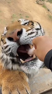 Bioga Doesn’t Bite… Unless You’re Chicken! 🤧😂😝 | Animal Junket