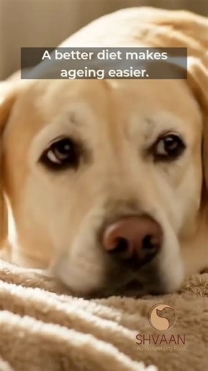 Watching your dog grow older hits differently. One day they’re racing across the house… and then suddenly, the mornings get slower. The bowl stays half-full. The walks get shorter. Most pet parents think this is “just ageing.” But a lot of it is nutrition. Senior dogs need softer meals, moisture, joint-support herbs, and easy-to-digest protein. Small changes in their bowl can bring comfort back into their golden years. If you have a senior dog at home, this one’s for you. ❤️🐾 Save this video to