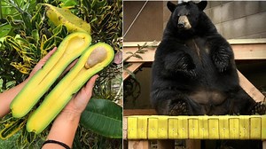 25 Photos Of Everyday Things That Are Way Too Big