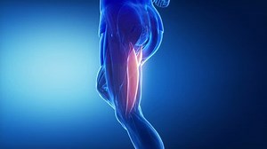 biceps femoris - leg muscles anatomy animation