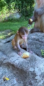 Baby monkey learning how to eat fruit is so cute 😍 #Monkey #babymonkey | Cute Baby Monkey Video