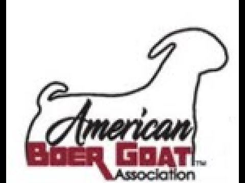 American Boer Goat Association National Show 2021