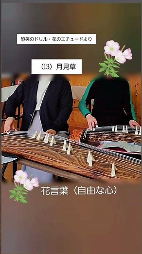 「月見草」箏のドリル 花のエチュード(吉崎克彦 著)より #琴 #筝曲