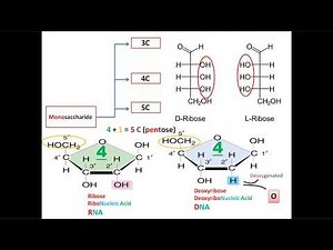 S01E06 Monosaccharides with mnemonics